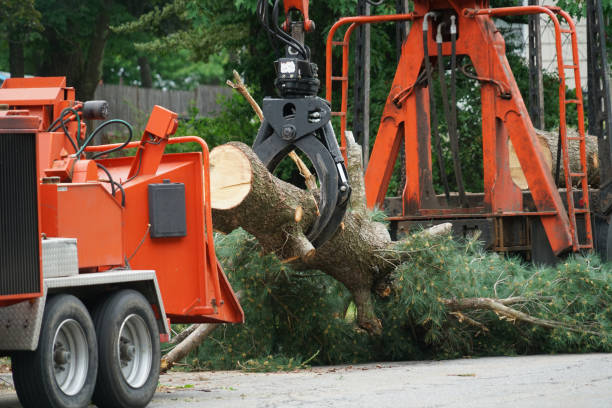 The Steps Involved in Our Tree Care Process in Linwood, PA